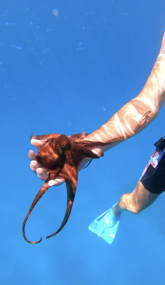 Location privée d'un RIB de luxe de 29 pieds à Waikiki, Hawaï