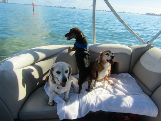 luxury 25'ft pontoon for Sandbar & Dolphin and Sunset  tours. Dog friendly 