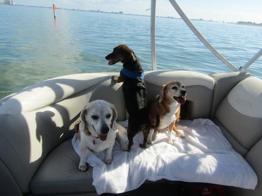 luxury 25'ft pontoon for Sandbar & Dolphin and Sunset  tours. Dog friendly 