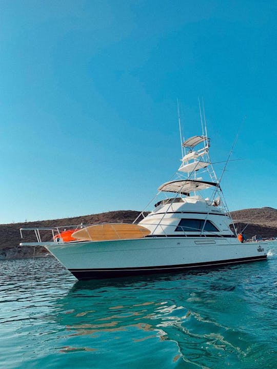 Yacht Bertram 42 pieds classique et magnifique, idéal pour la pêche sportive.