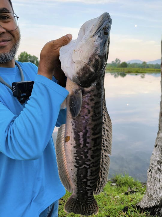 Perak Wild Peacock Bass Fishing Trip In Malaysia