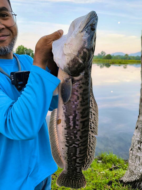 Perak Wild Peacock Bass Fishing Trip In Malaysia