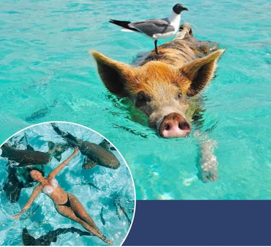 SUNFILL - FULL DAY TOURS Private Swimming with Pigs in Exuma!A Taste of Paradise