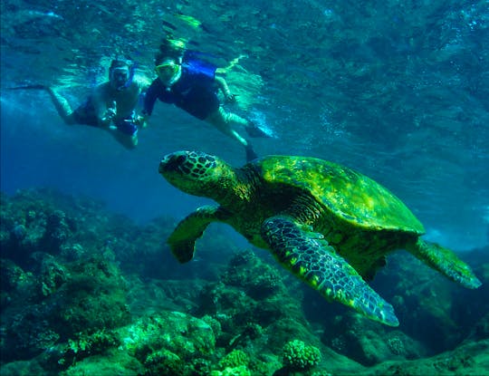 Turtle Safari Tour with snorkeling equipment