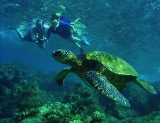 Excursion safari avec des tortues avec équipement de plongée