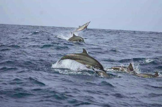 Dolphin Watching in Trincomalee