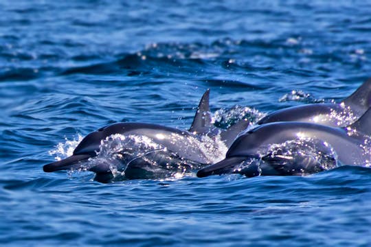 Exclusive Dolphin Watching on Silvercraft 36CC in Muscat, Oman