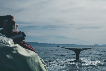 Avistamiento de delfines y ballenas en Negombo, Sri Lanka