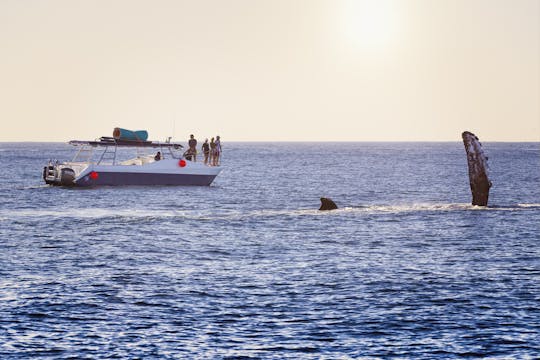 Increíbles tours en Cabo San Lucas en un pequeño catamarán