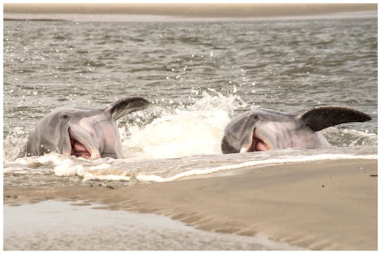 Private Dolphin/Eco/Shelling Tour Folly Beach