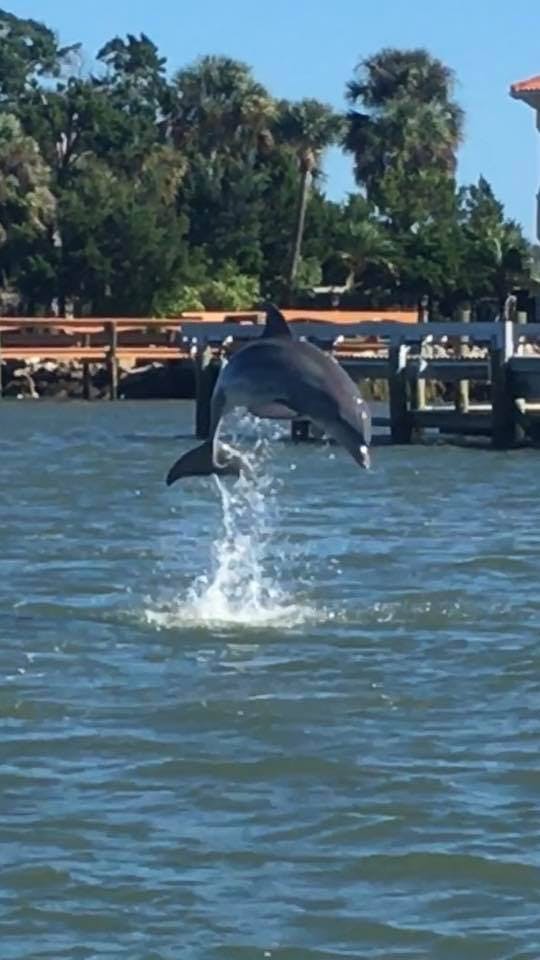 Dolphin Tours St Augustine