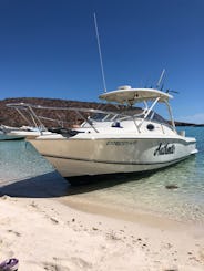 Scout 260 Sportfish Boat|Your Best Motorboat for an Unique experience at La Paz 