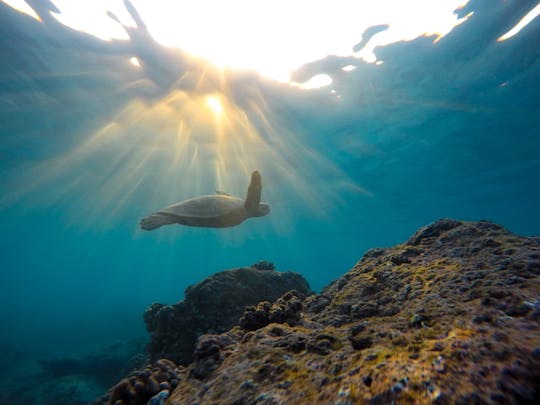 Snorkeling in Port City, Sri Lanka