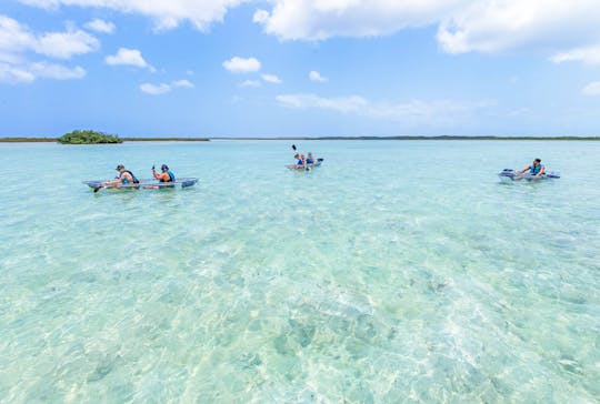 Flora & Fauna Enthusiast Mangrove & Iguana beach 3-hour Clear Kayak Eco tour