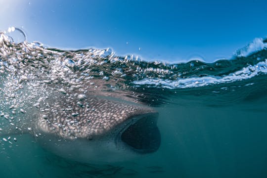 Viaje a nadar con tiburones ballena en La Paz