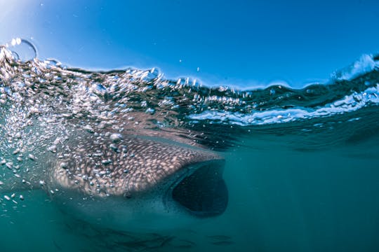 Swim With The Whale Sharks Trip in La Paz
