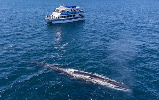 Catamarán a motor de lujo para observar ballenas y más en Dana Point