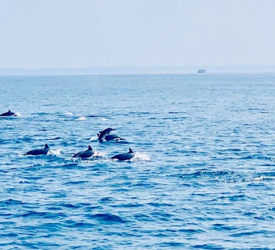 Ultimate Adventure: Whale and Dolphin Watching Expedition in Trincomalee!