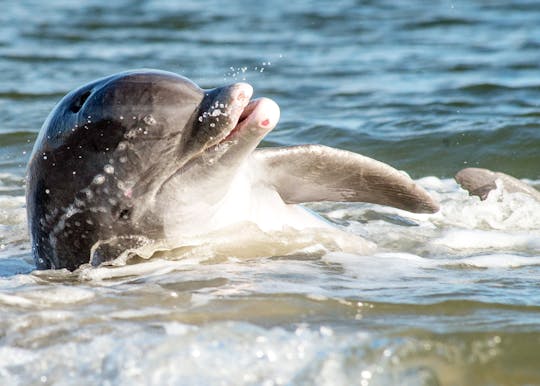 Private Dolphin/Eco/Sightseeing Boat Cruise In The Charleston Harbor