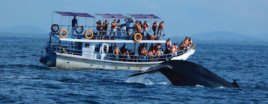 Observation des baleines à Kalpitiya