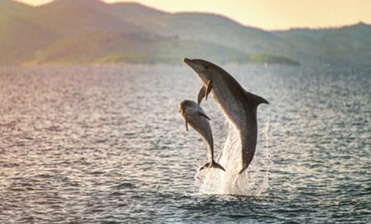 Rencontre avec la faune en bateau partagé à San Jose del Cabo