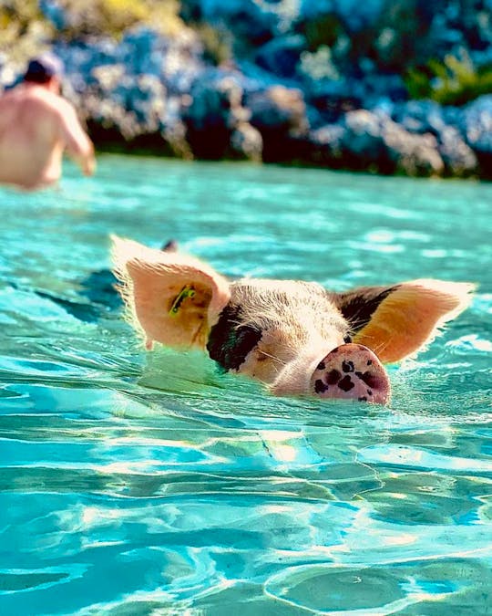 Private Swimming Pigs All-Inclusive Tour