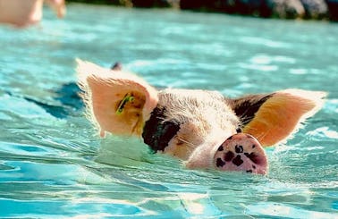 Private Swimming Pigs All-Inclusive Tour