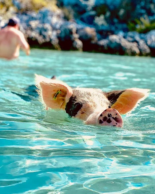 Private Swimming Pigs All-Inclusive Tour