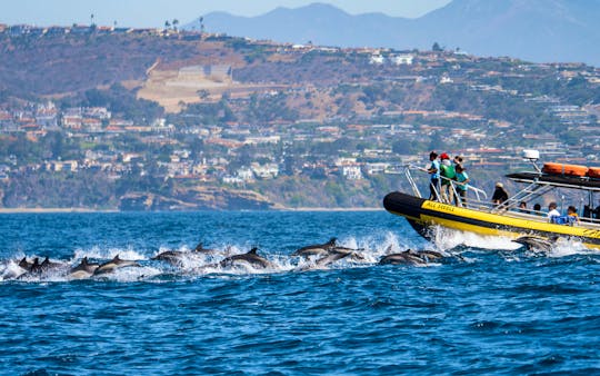 Dana Point Dolphin & Whale Adventures on Fast & Fun Rigid Hull Inflatable