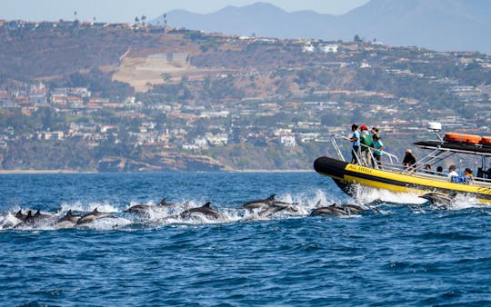 Dana Point Dolphin & Whale Adventures on Fast & Fun Rigid Hull Inflatable