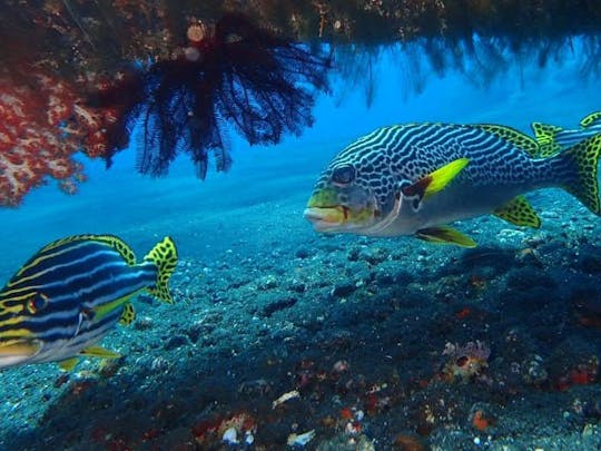 Plongée amusante à Bali à Tulamben avec un instructeur certifié