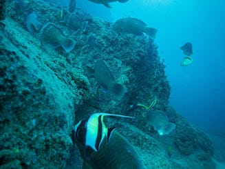 Plongée avec tuba à San José del Cabo 