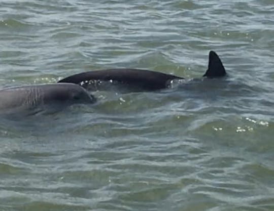 Dolphin Tours em St Augustine