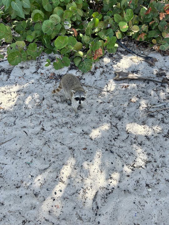 Raccoon Island Boat Tour