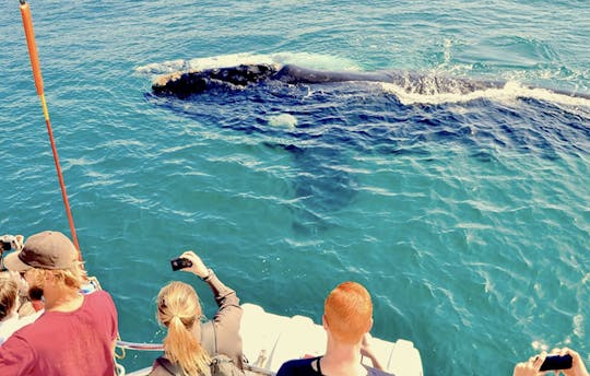 Promotion d'observation des baleines ! 🐋🐳 - Méga yacht de 75 pieds pouvant accueillir jusqu'à 50 invités