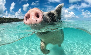 Passeio pelas 4 ilhas da Ilha Rosa, nade com porcos, tartarugas e mergulhe com snorkel nos recifes de coral 