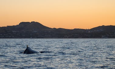 Observation des baleines au coucher du soleil à San Jose del Cabo