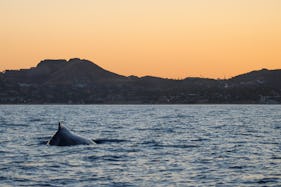 Sunset Whale Watching in San Jose del Cabo