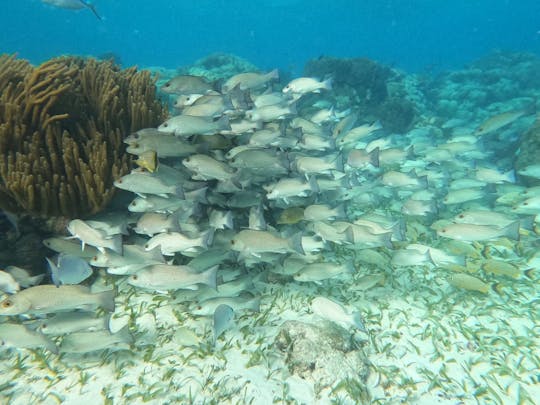 Snorkeling Holchan & Shark Ray Alley in Ambergris Caye