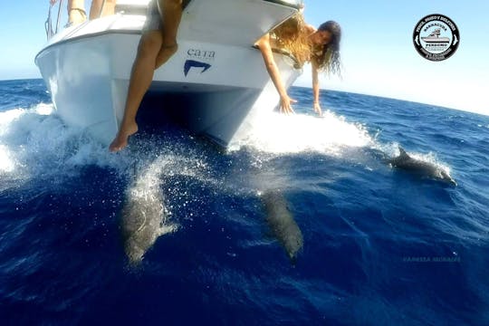 カナリア諸島、コラレホでの4時間のドルフィンサファリツアー