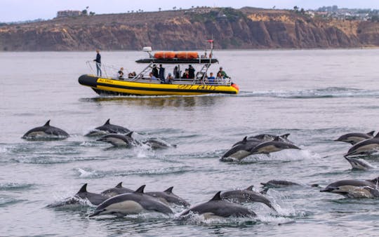 Dana Point Dolphin & Whale Adventures on Fast & Fun Rigid Hull Inflatable