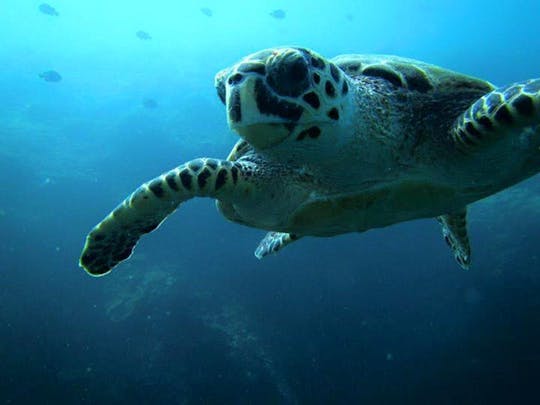 Excursions privées de plongée sous-marine à Muscat