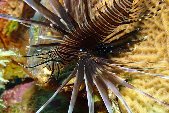 2 Tank Boat Dive on Bonaire's Underwater Paradise in the Caribbean Netherlands!