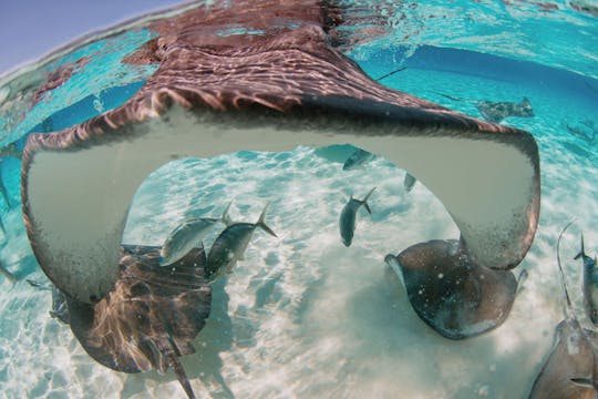 Alquiler de barcos privados, esnórquel, Stingray City, Starfish Point