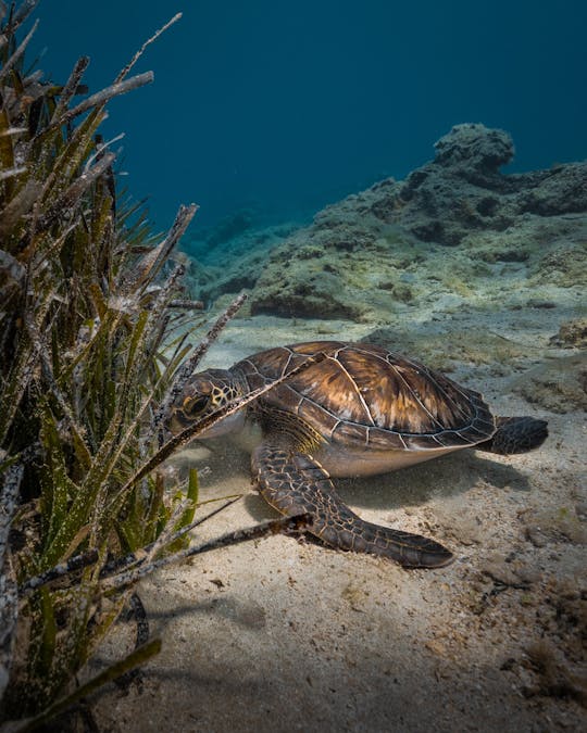 Turtle Safari Tour with snorkeling equipment