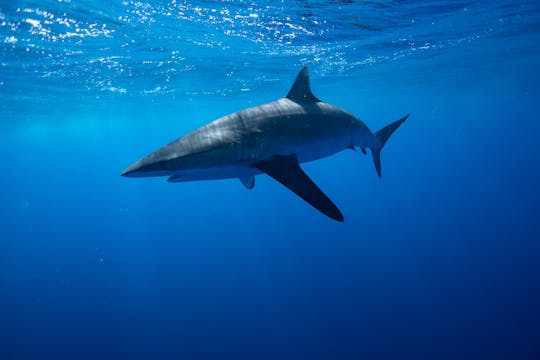 Swimming with Sharks San José del Cabo