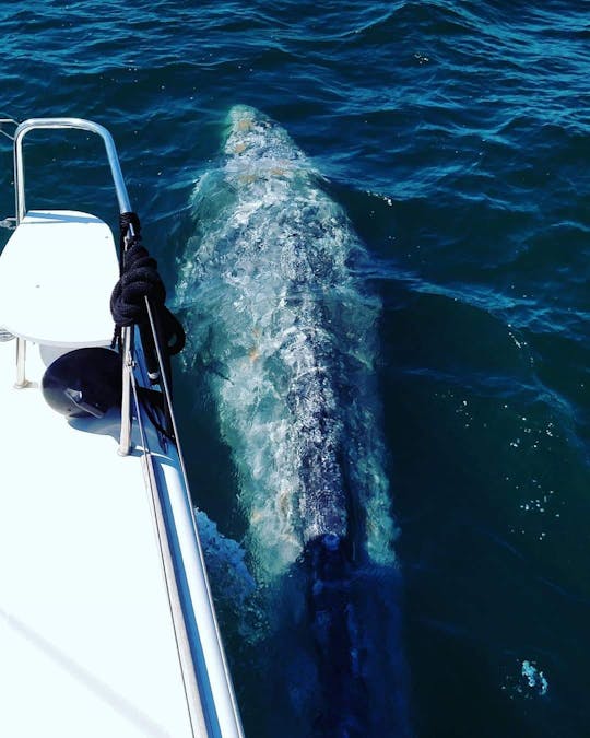 Excursão privada de observação de baleias e barco de festa