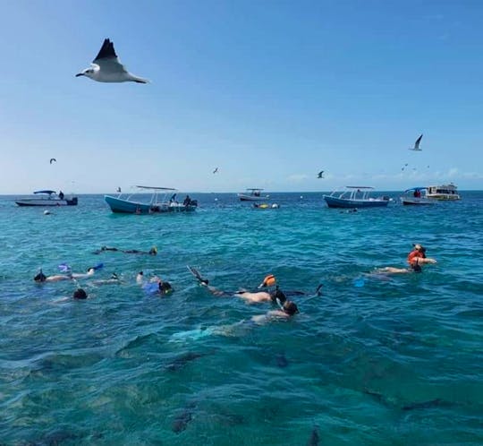 Snorkeling Holchan & Shark Ray Alley in Ambergris Caye