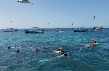 Snorkeling Holchan & Shark Ray Alley in Ambergris Caye