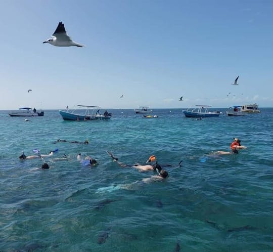 Snorkeling Holchan & Shark Ray Alley in Ambergris Caye